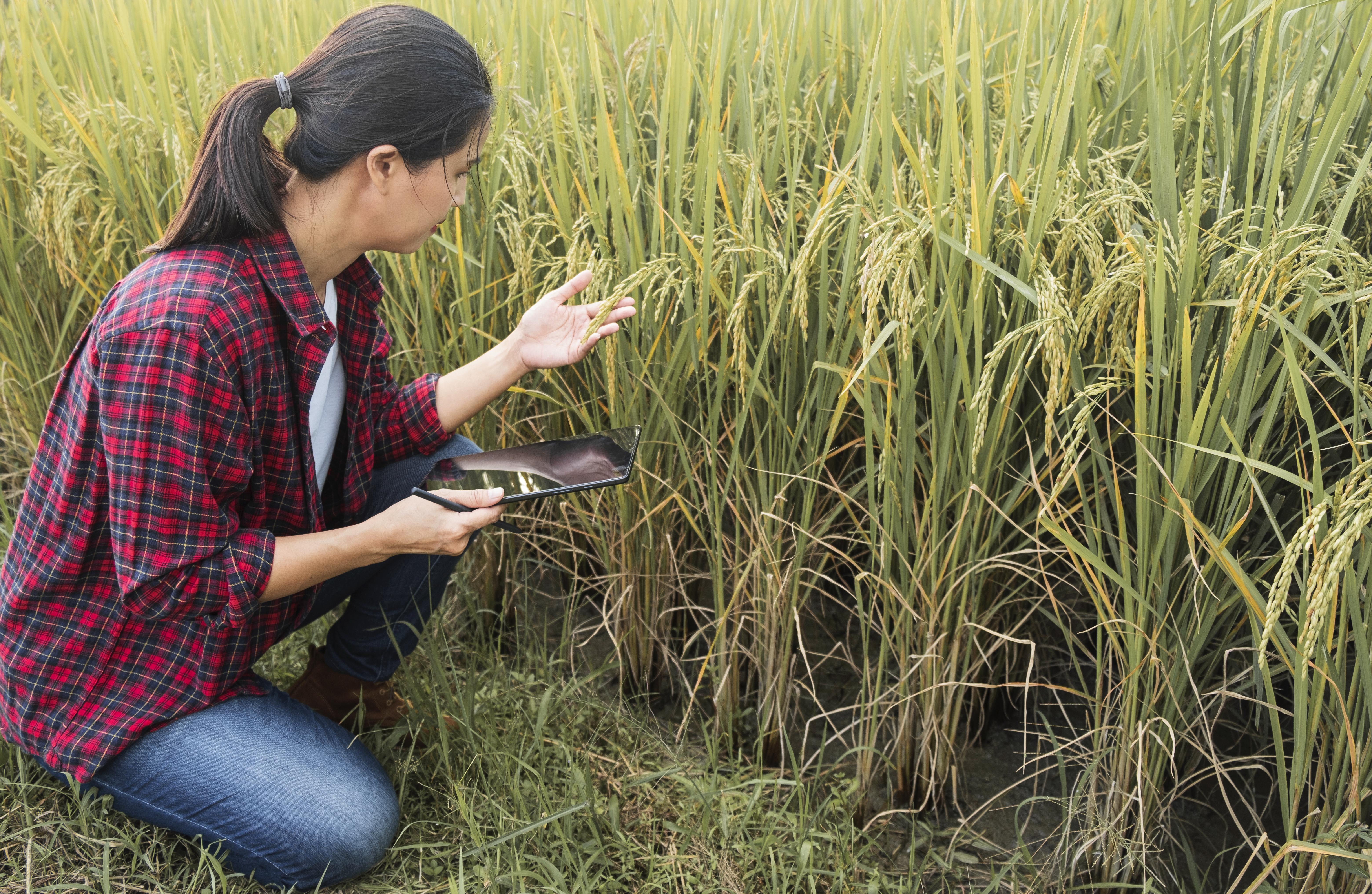 Paddy Research